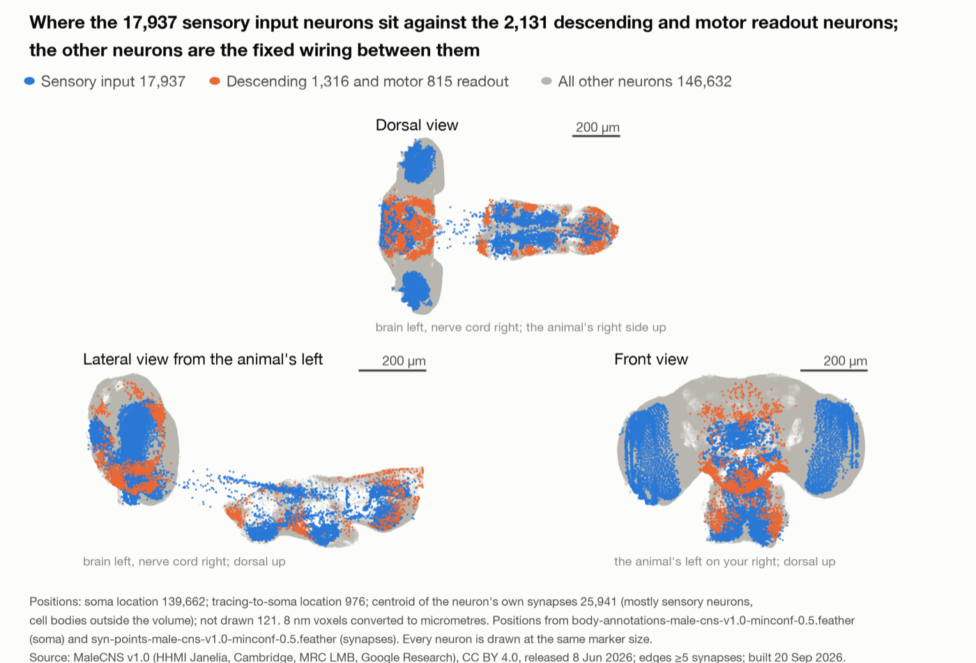 Positions of all 166,700 neurons in the MaleCNS v1.0 fruit fly connectome (from Wikipedia)