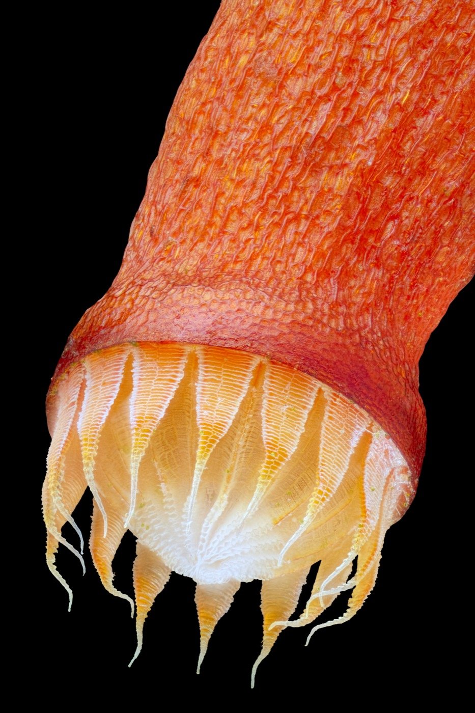 Open peristome of Bryum capillare, outer teeth and inner membrane, about 1.1 mm across (Des Callaghan, from Wikipedia)