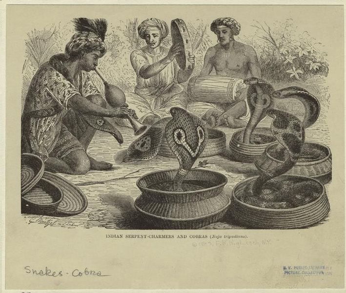 Indian serpent-charmers and cobras (Naja tripudians), Gustav Mützel, 1893, NYPL Wallach Division Picture Collection
