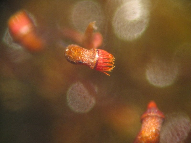 Dicranella varia spore capsule with red peristome teeth open, about 25x magnified (Kristian Peters, from Wikipedia)